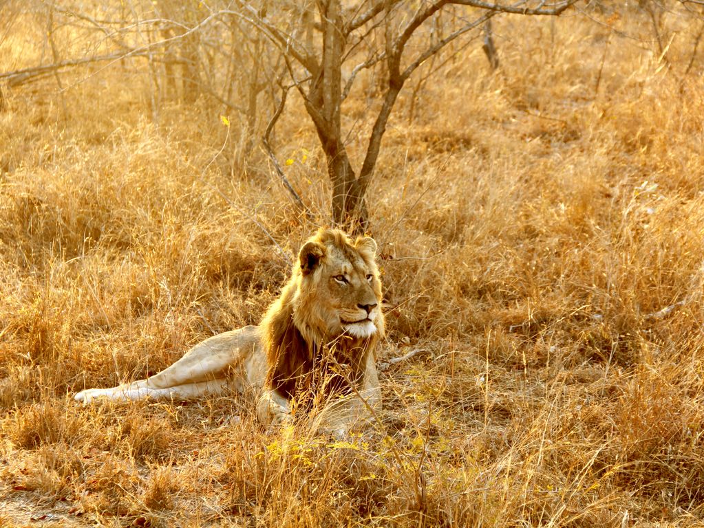 Leeuw Kruger NP